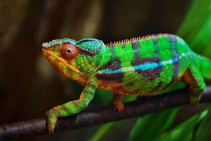 Ambilobe Panther Chameleon at Nealon Reptiles.