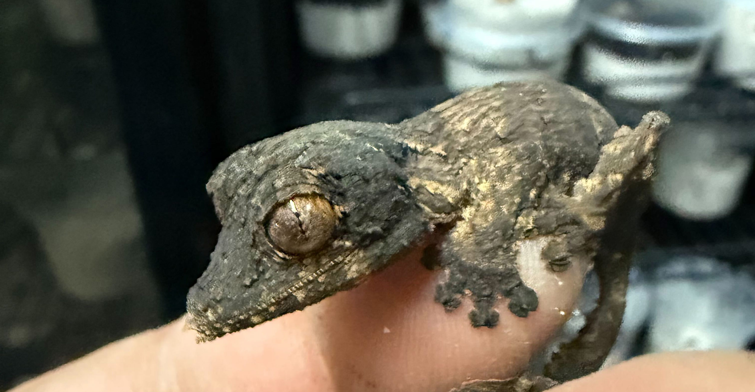 A Uroprlatus henkeli that hatched out as a result of our Leaf-Tailed Gecko breeding program.