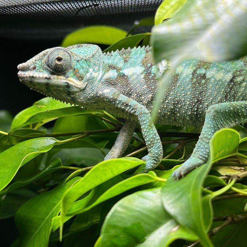 One of the male Cap Est Panther Chameleons that is part of our breeding program at Nealon Reptiles.