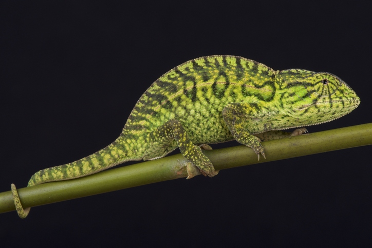 Carpet Chameleons at Nealon Reptiles.