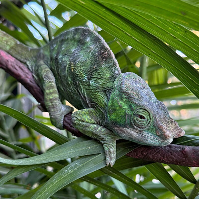 Chameleons