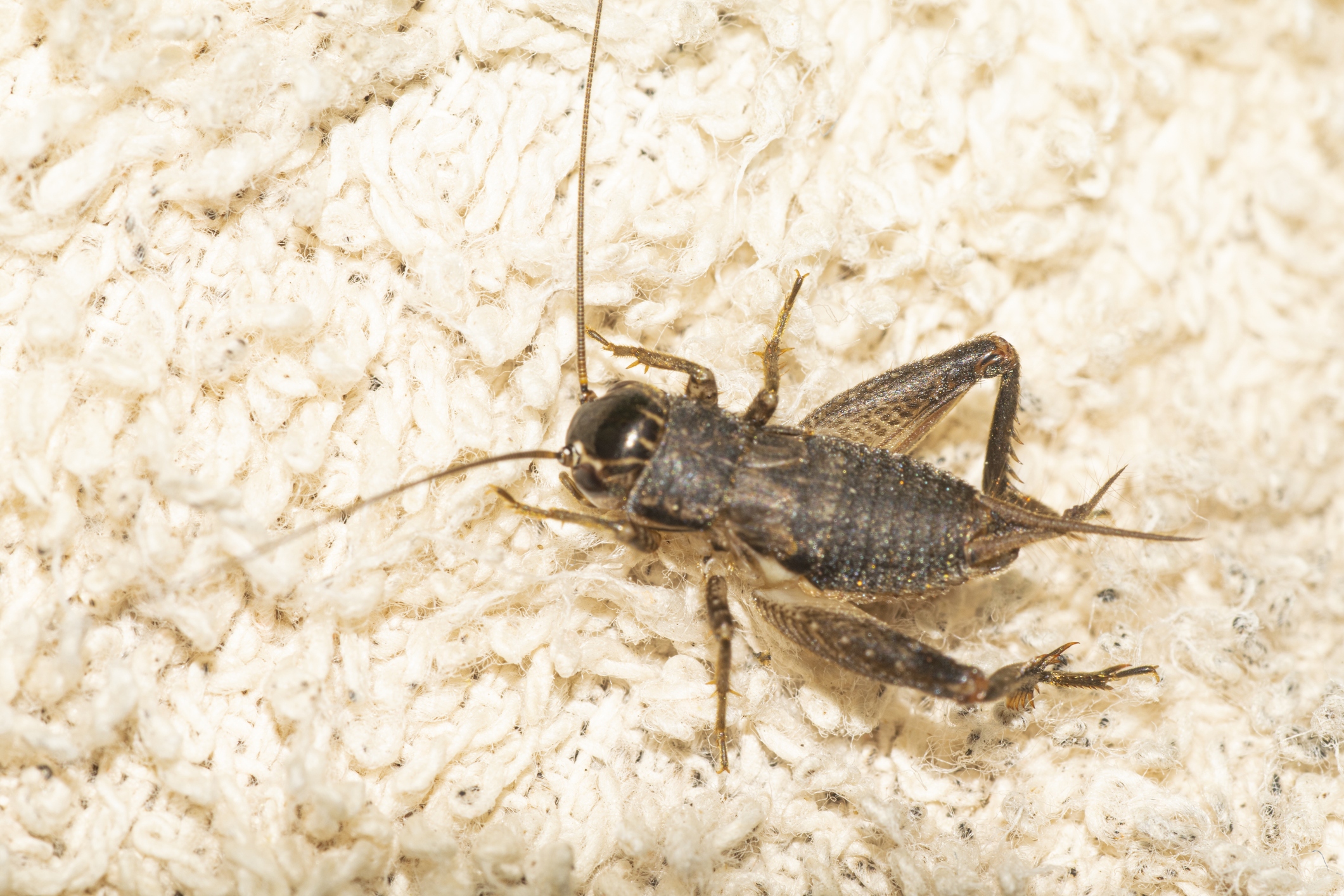 Cricket breeding for Reptile Feeders