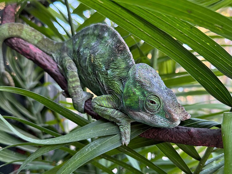 One of our Male Cristifer Parson's Chameleons