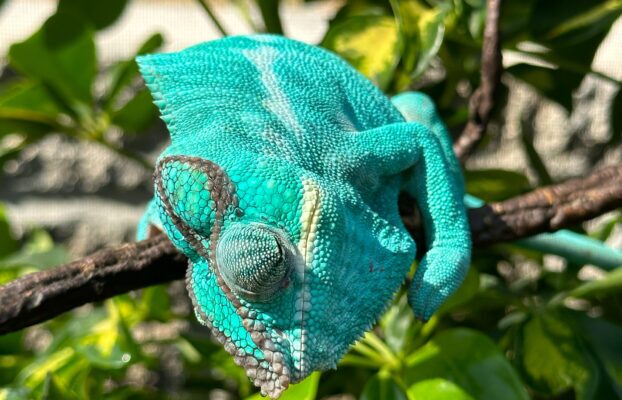 Why we don’t cross Panther Chameleon Localities