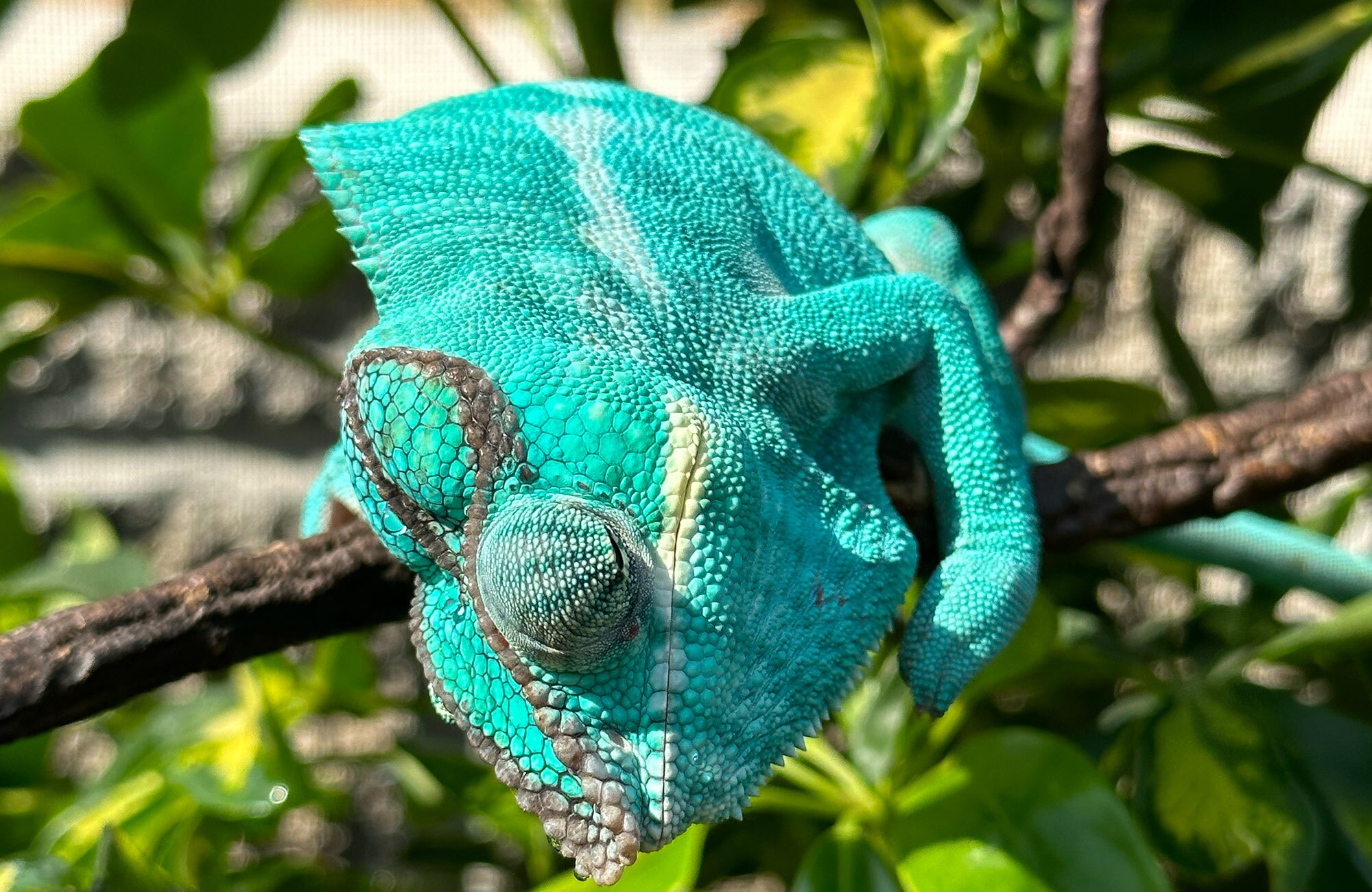 Why we don’t cross Panther Chameleon Localities