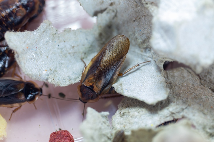 Dubia Roaches in their breeding bin.