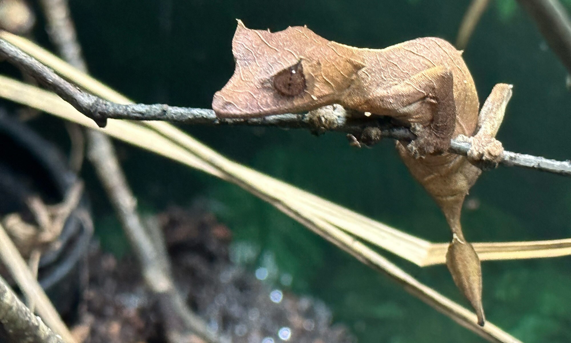 Uroplatus ebenaui in our breeding collection at Nealon Reptiles