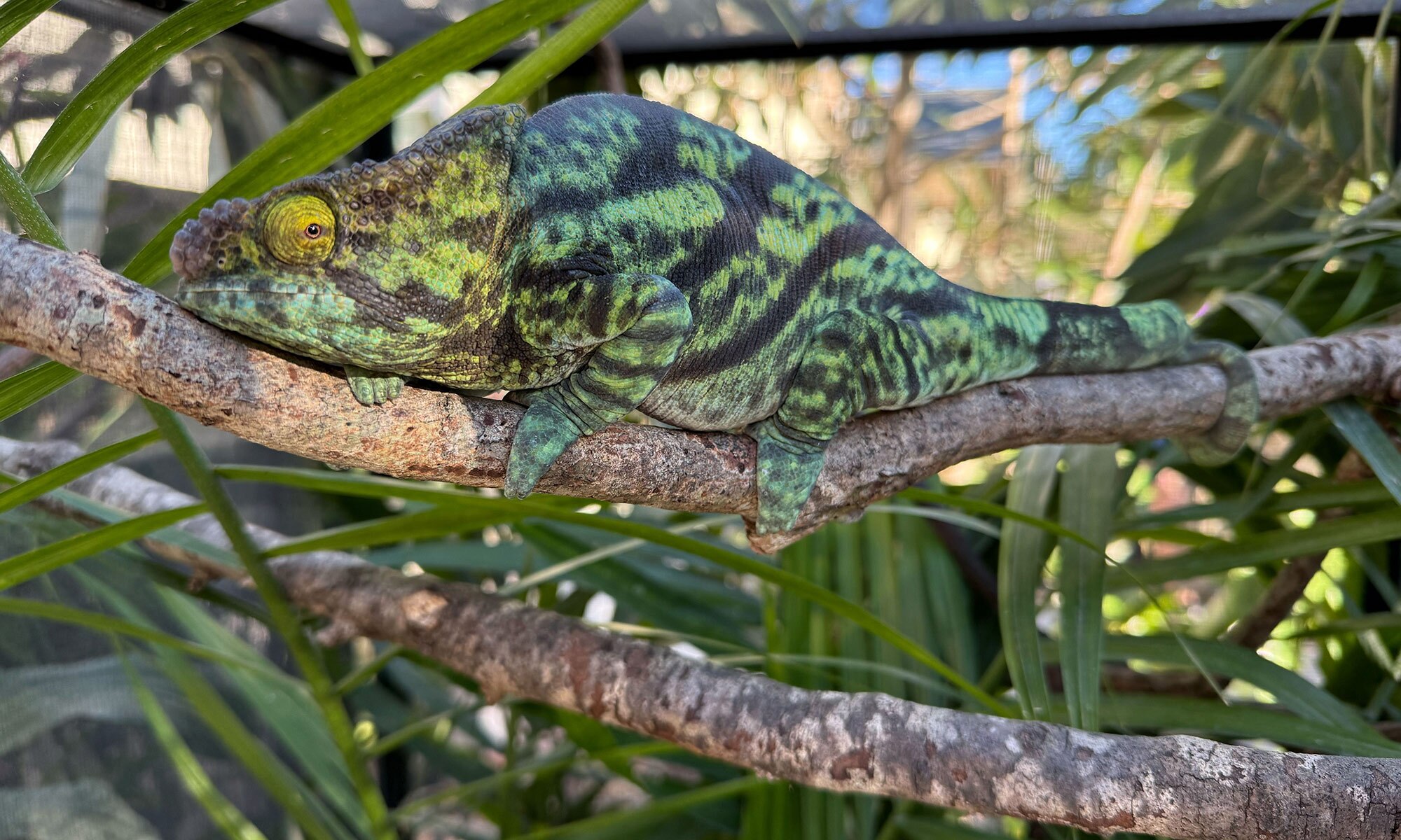 A Yellow Giant Parson's Chameleon in its Enclosure at Nealon Reptiles