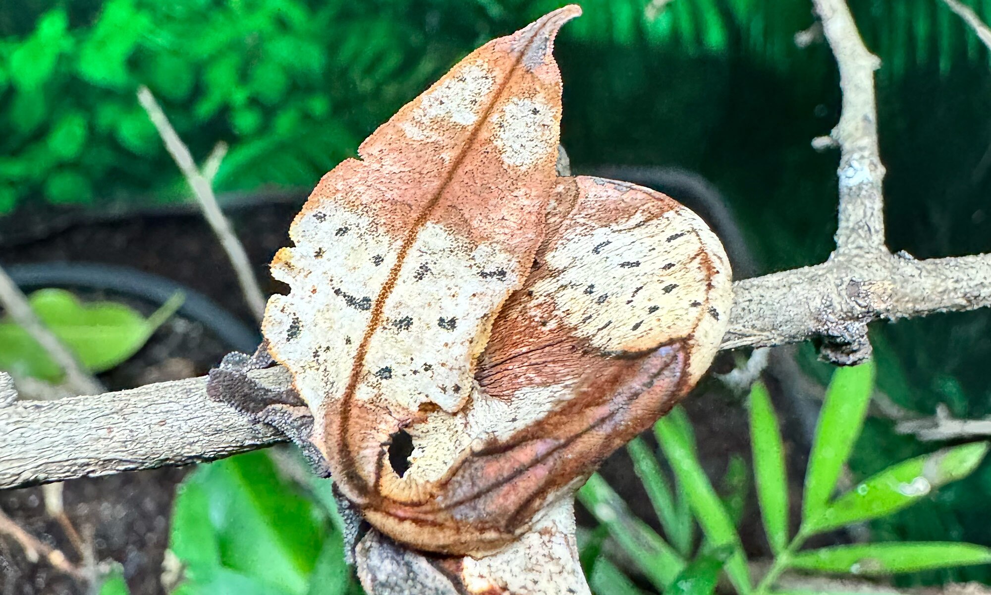 A Uroplatus phantasticus in its enclosure at Nealon Reptiles