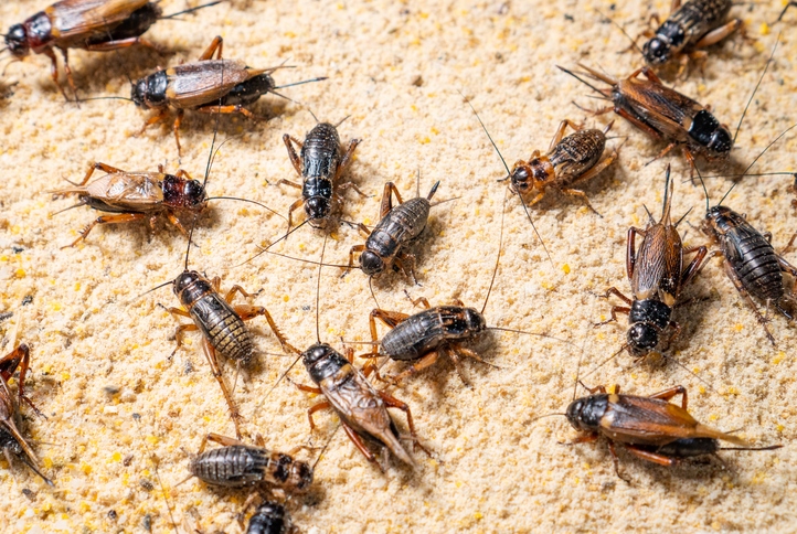 Crickets, which make up the bulk of the diet for many Leaf-Tailed Geckos.