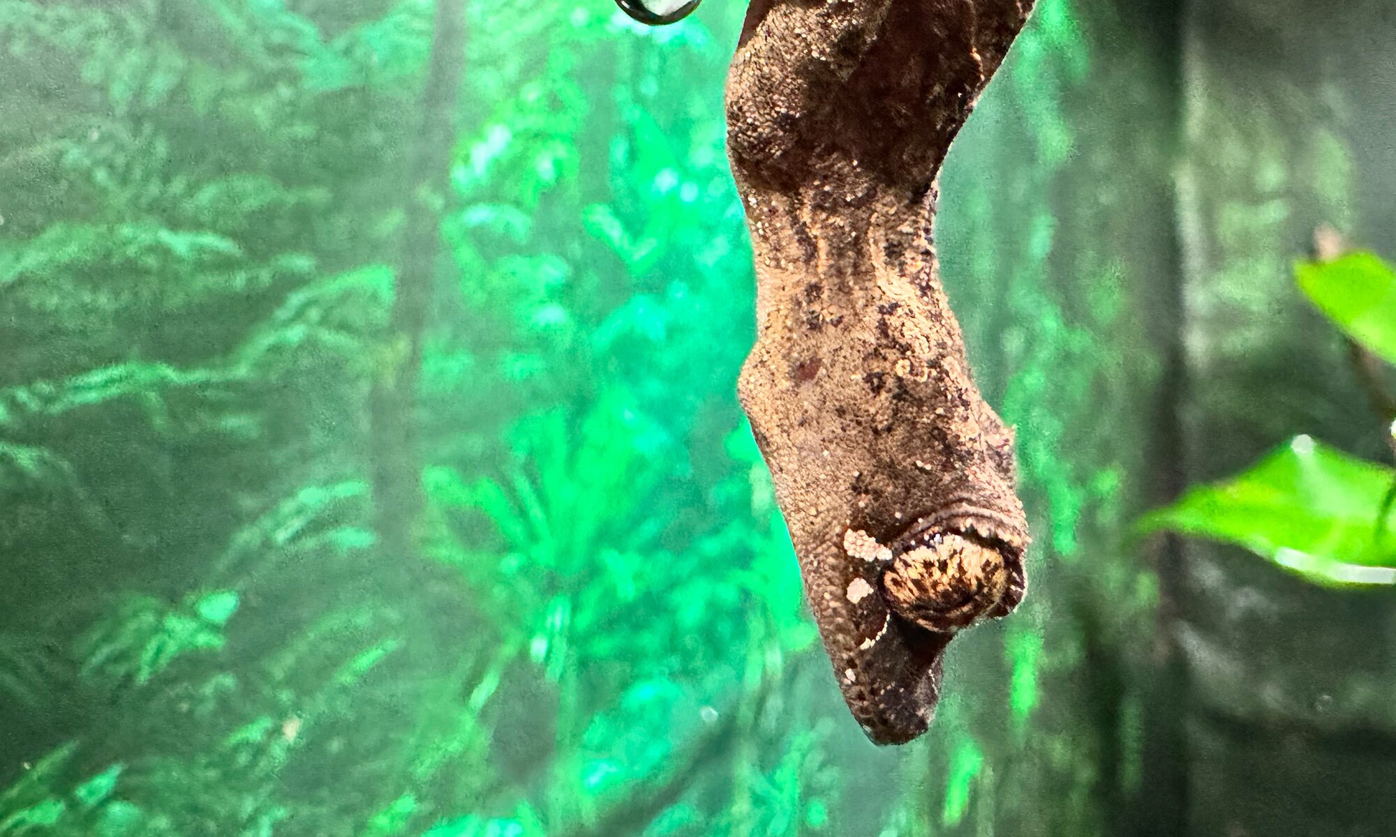 A Uroplatus fiera in feeding posture