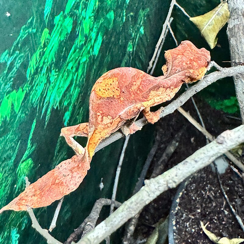 A Female Satanic Leaf-tailed Gecko bred by Tim Nealon