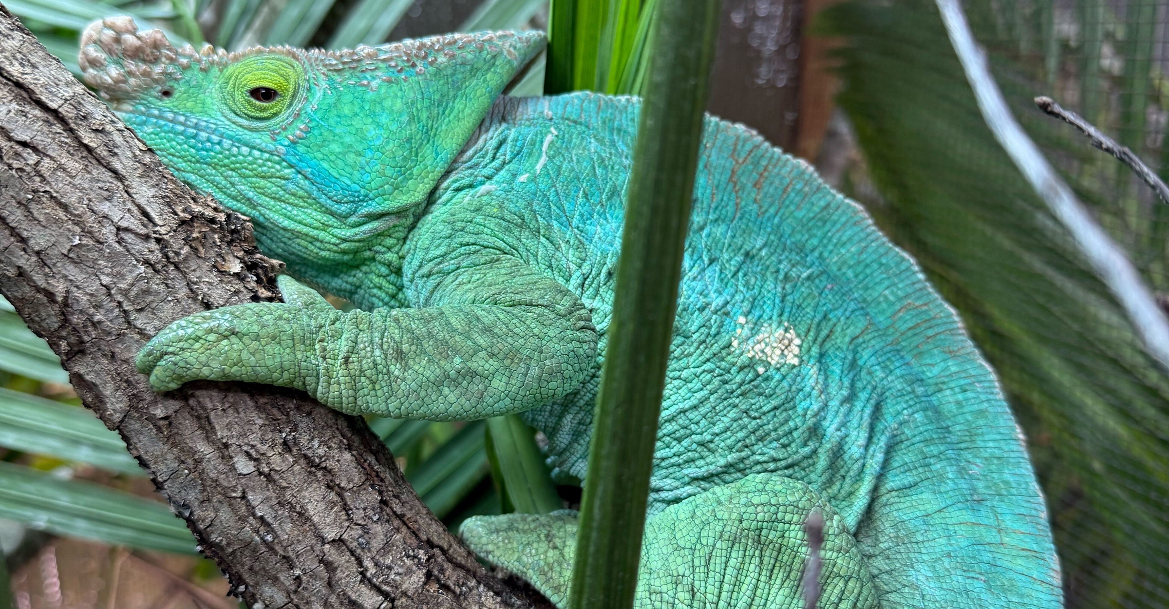 Our male Green Giant Parson's Chameleon