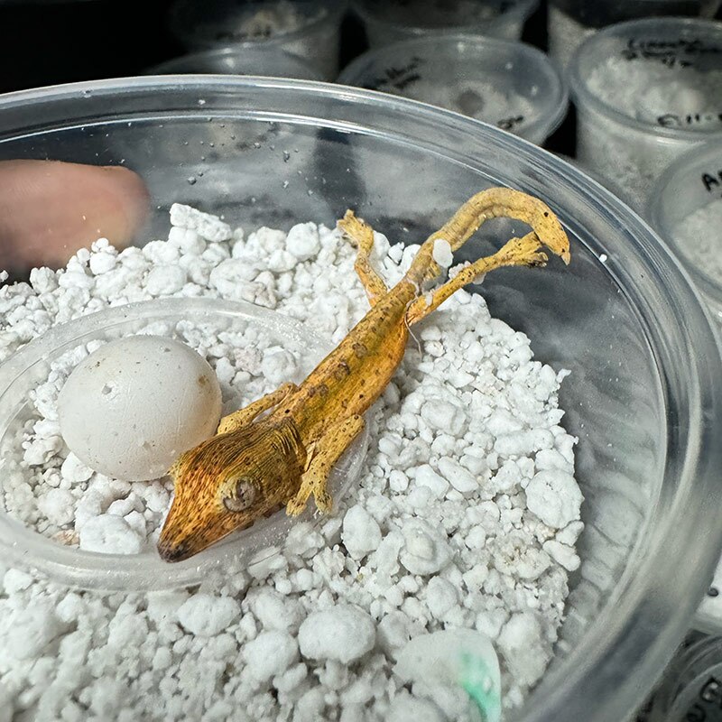 A newly hatched Uroplatus lineatus