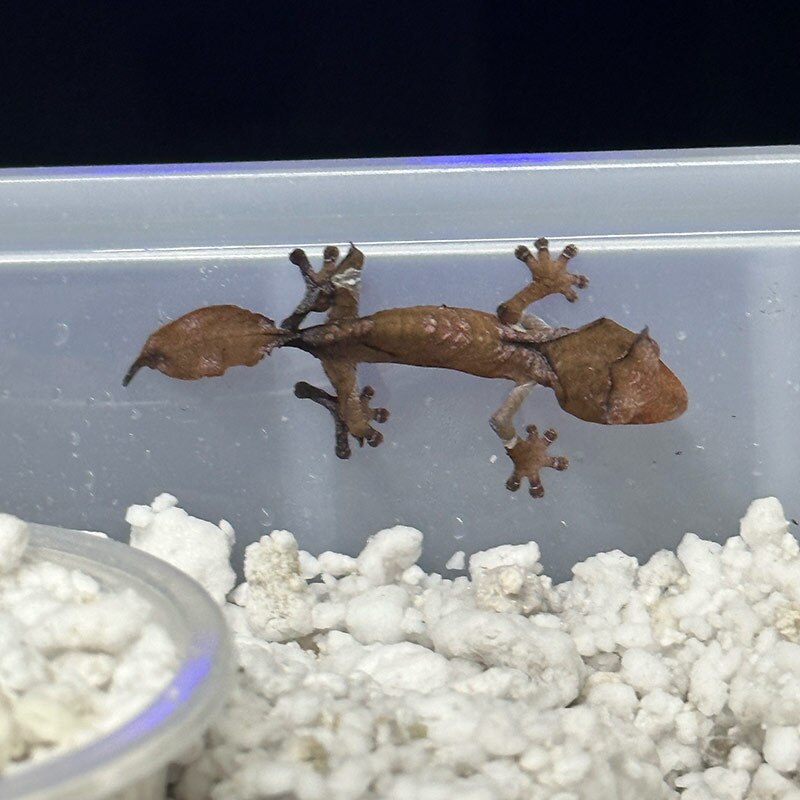 A Hatchling Uroplatus phantasticus