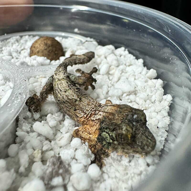 A Hatchling Uroplatus sikorae