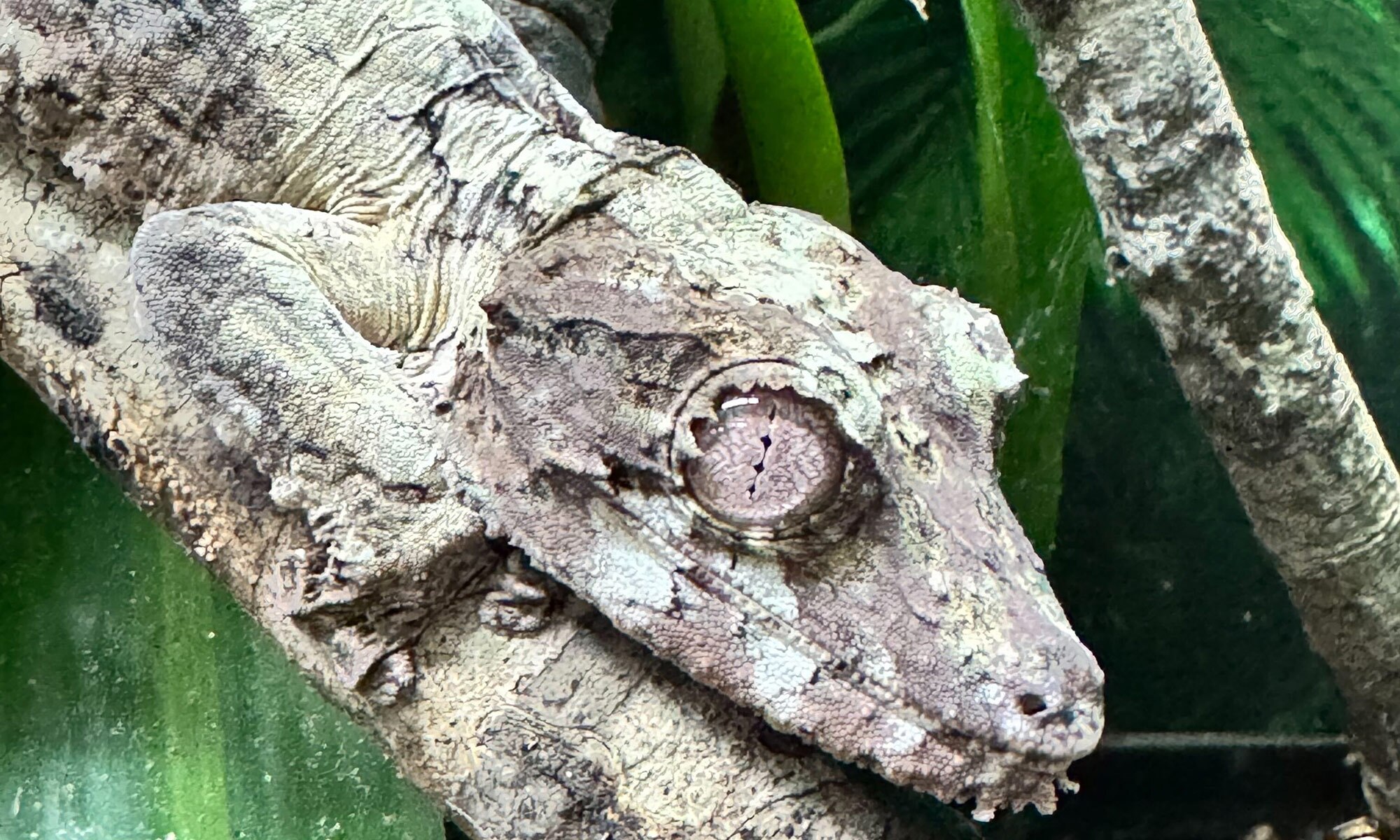 Uroplatus henkeli at Nealon Reptiles