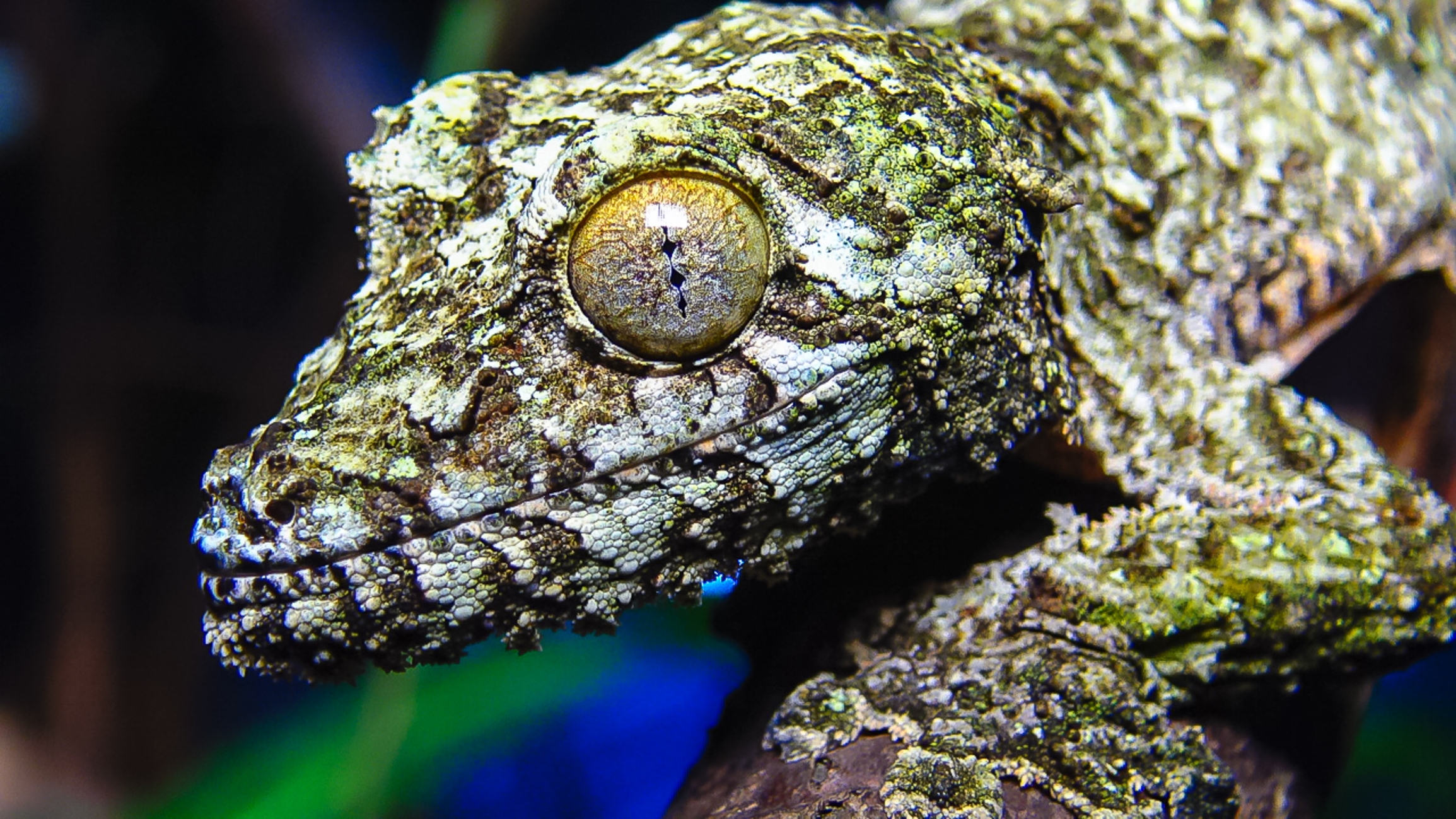 Leaf Tailed Geckos at Nealon Reptiles