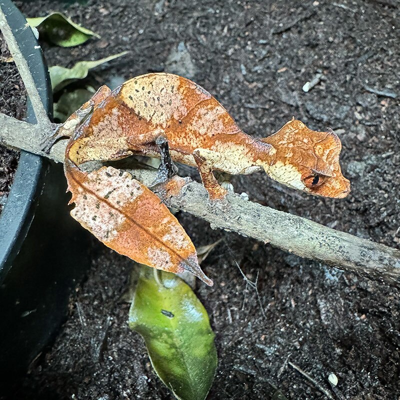 Leaf-Tailed Geckos