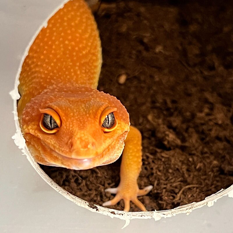 Leopard Geckos