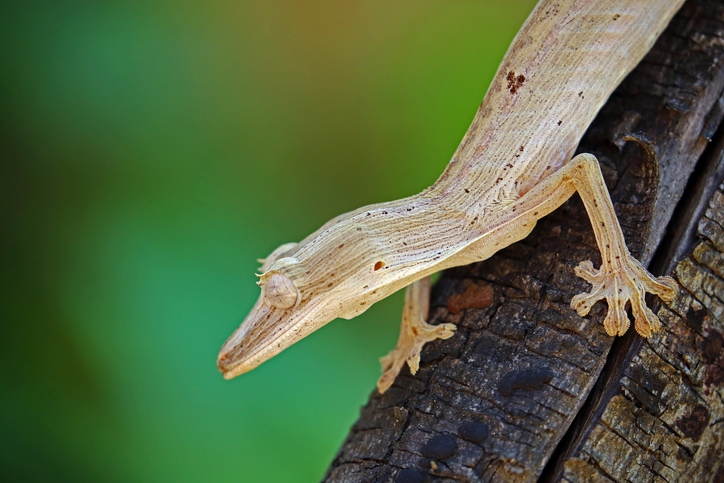 Uroplatus lineatus at Nealon Reptiles.