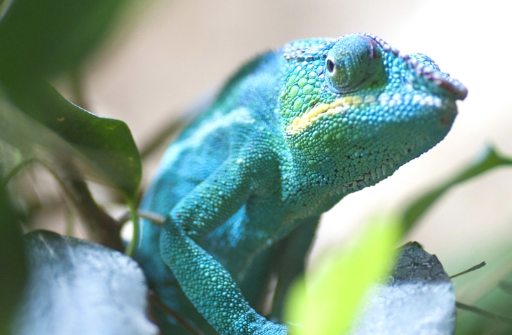 Nosy Be Panther Chameleon care at Nealon Reptiles.