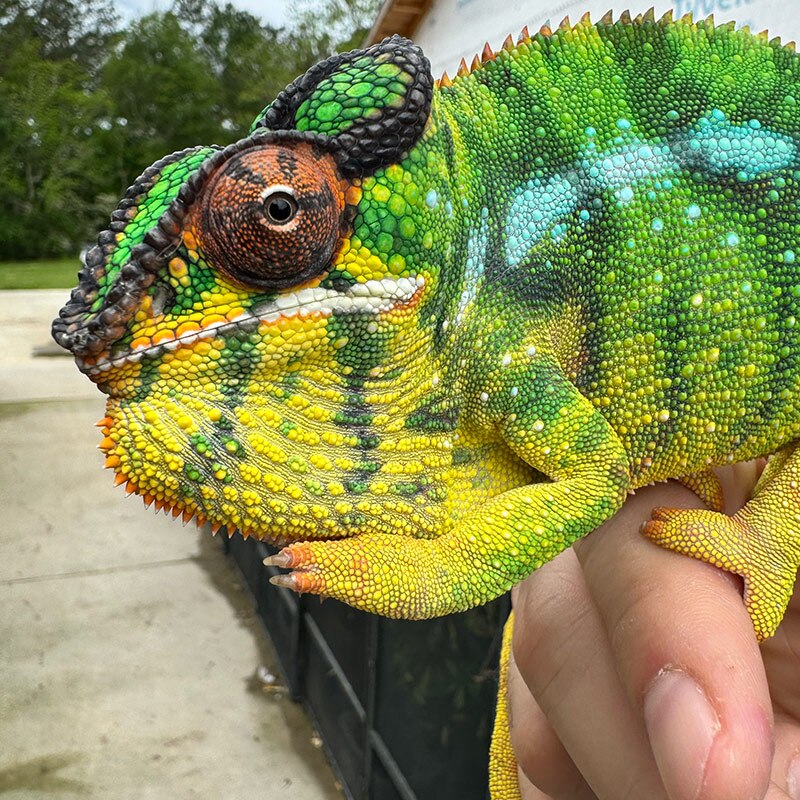 One of our Male Nosy Mitsio Chameleons at Nealon Reptiles