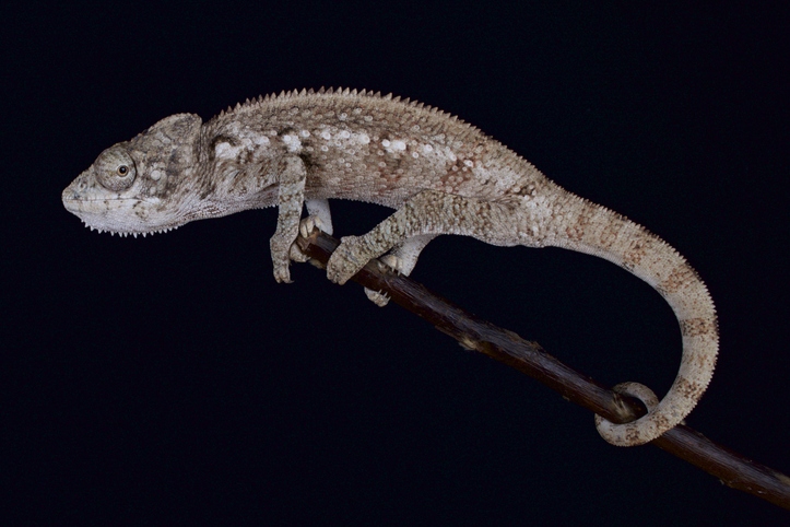 Oustalet's Chameleon Breeder, Tim Nealon