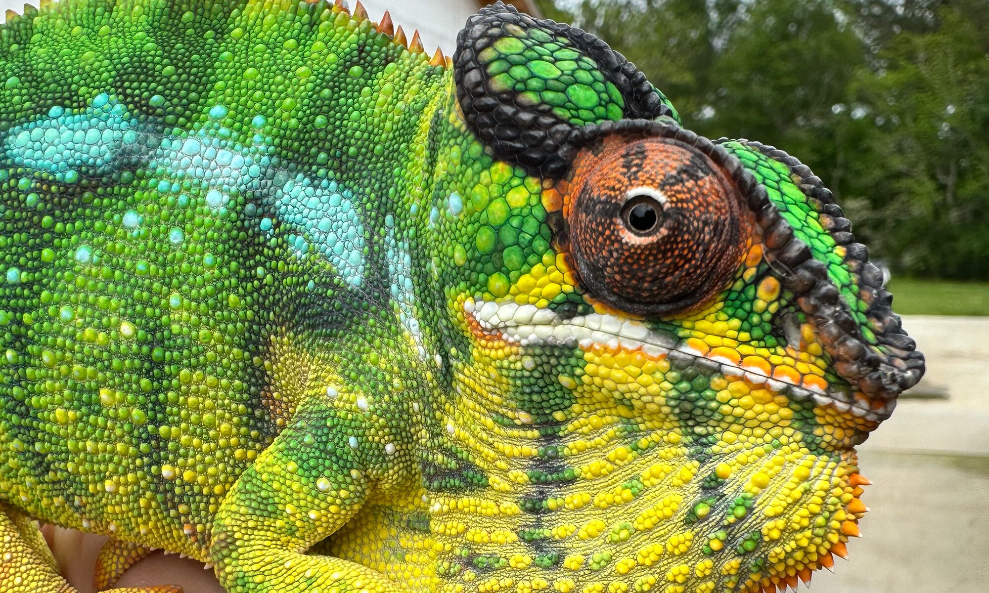 A Nosy Mitsio Panther Chameleon at Nealon Reptiles