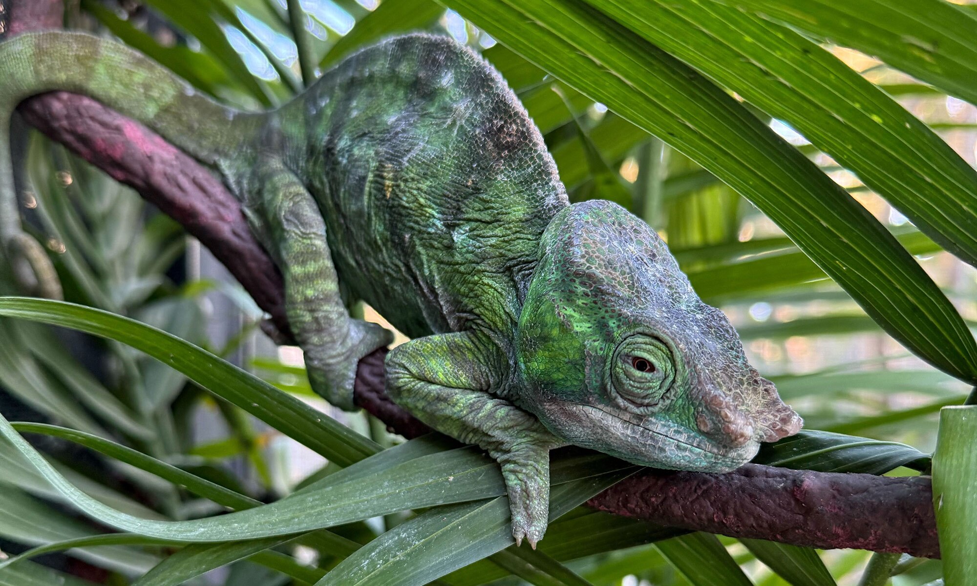 Cristifer Parson's Chameleon at Nealon Reptiles