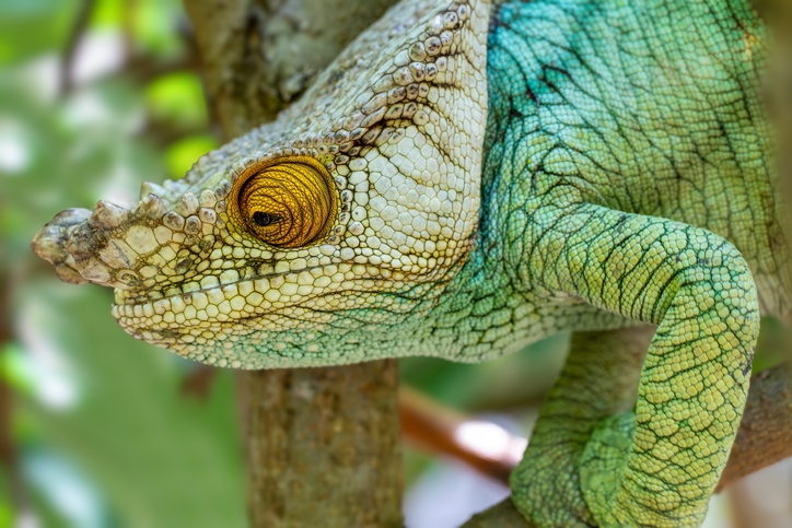 Orange-Eye Parson's Chameleon