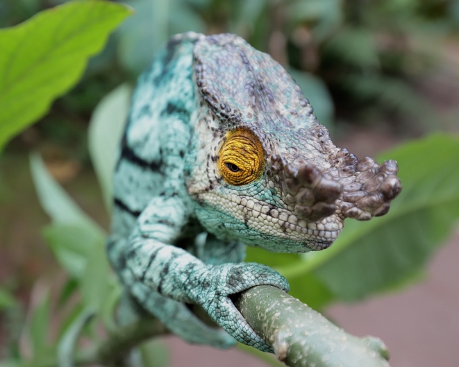 Parsons Chameleons at Nealon Reptiles