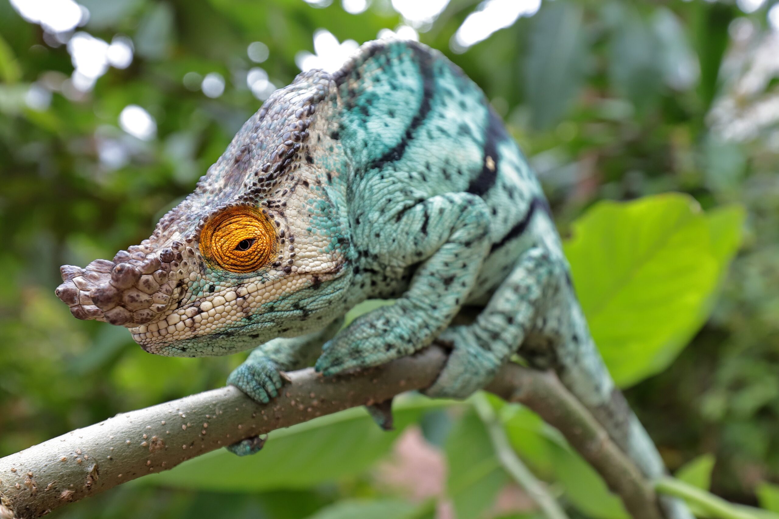 Captive Bred Parsons Chameleons | Nealon Reptiles