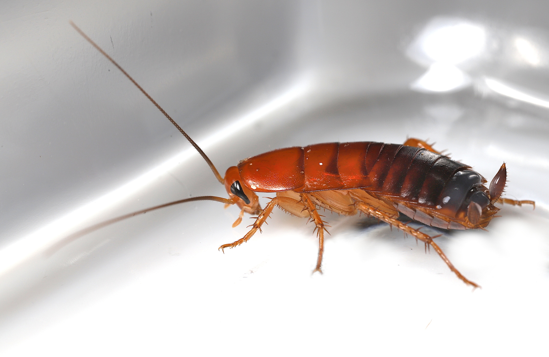 Red Runner Roaches for Reptile Feeders