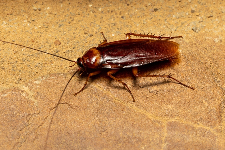 A Red Runner Roach, which is a favorite of Uroplatus lineatus.