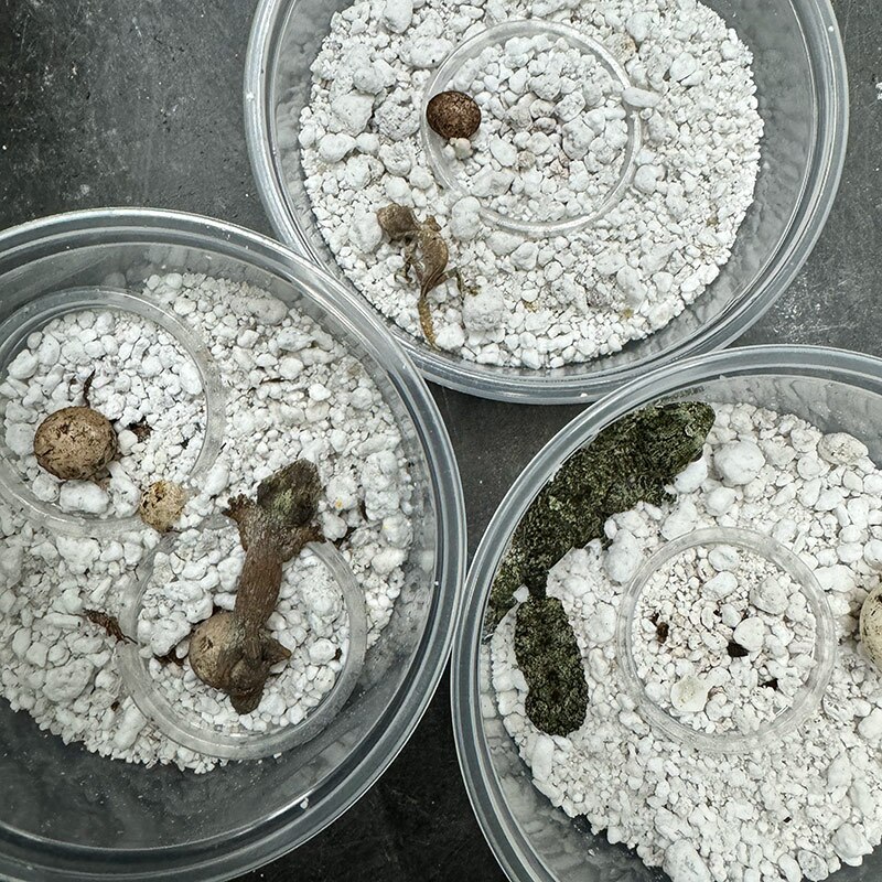 Newly hatched Uroplatus showing their sizes (top: phantasticus, left: sikorae, right: fimbriatus