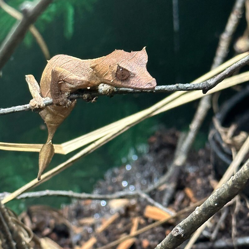 A Spearpoint Leaf Tail Gecko, Uroplatus ebenaui, at Nealon Reptiles