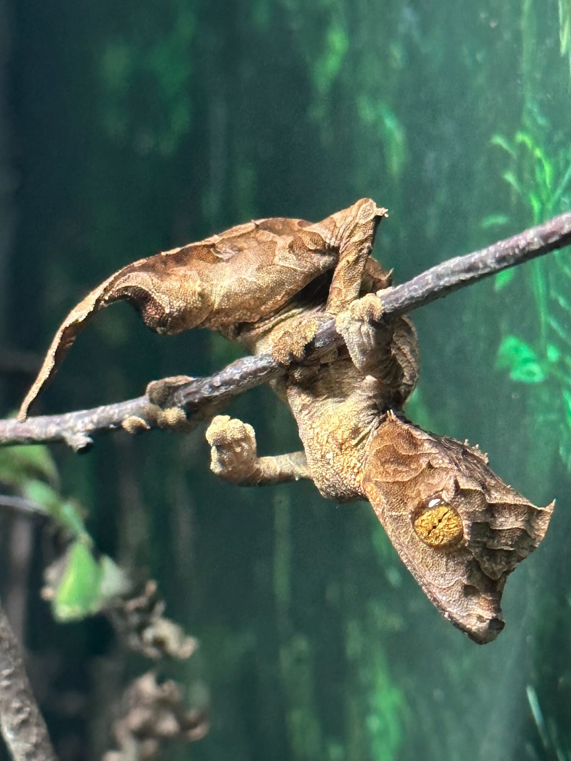 One of our Uroplatus ebenaui in a Leap Habitat Enclosure