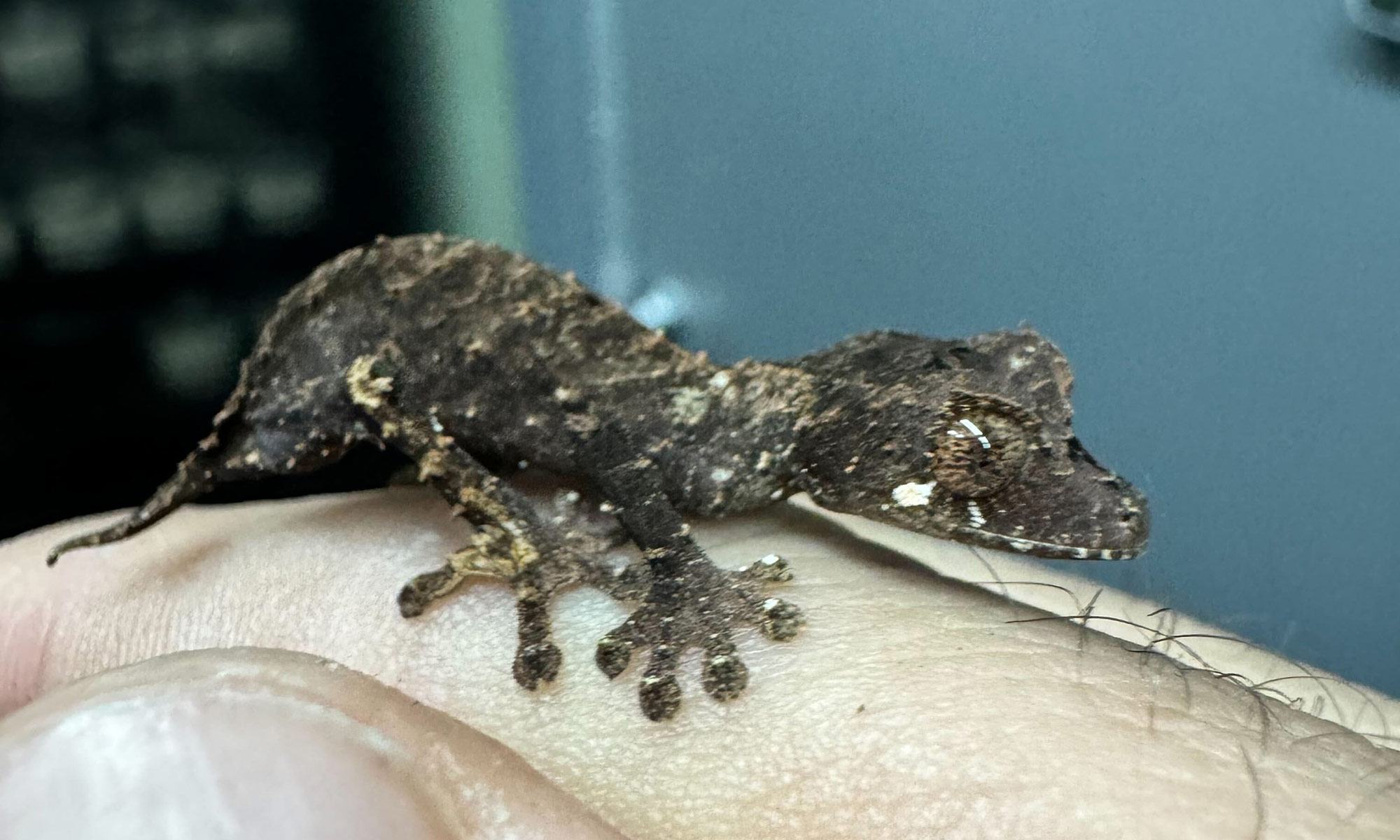 A hatchling Uroplatus fiera at Nealon Reptiles' Leaf-tail Breeding facility.