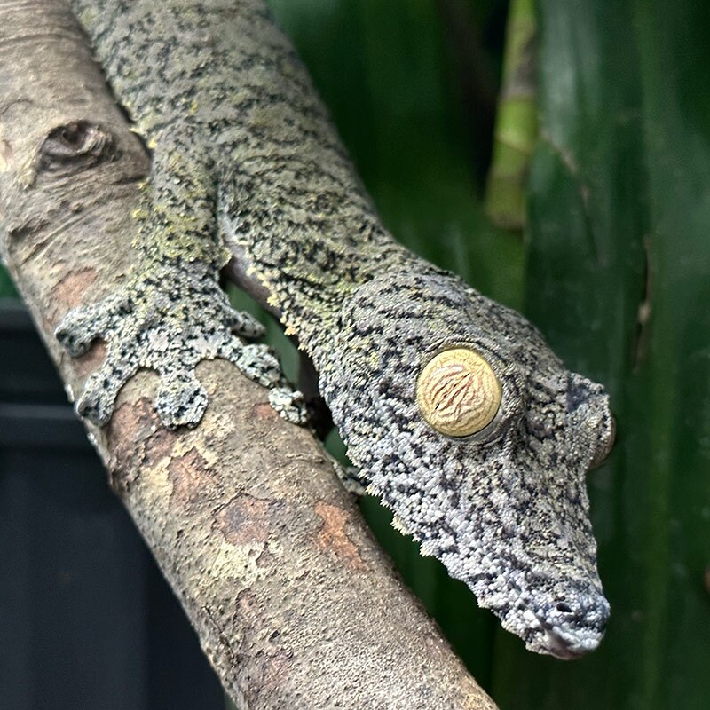 A fimbriatus Leaf-tailed Gecko at Nealon Reptiles.