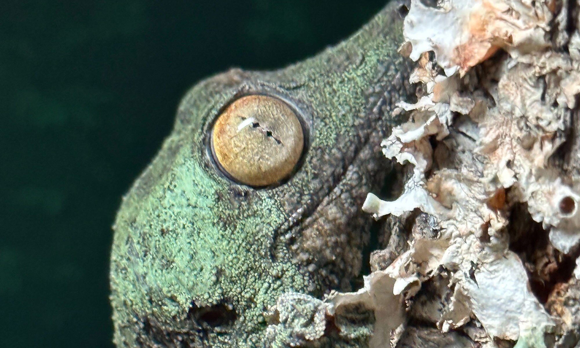 Uroplatus garamaso at Nealon Reptiles