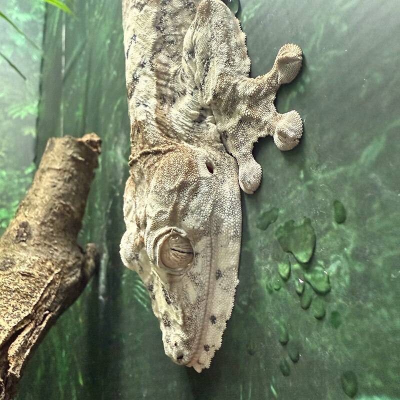 A Uroplatus giganteus at Nealon Reptiles