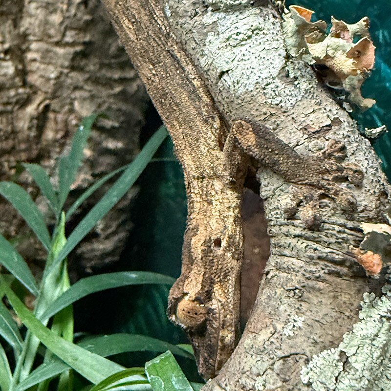 Uroplatus guentheri at Nealon Reptiles