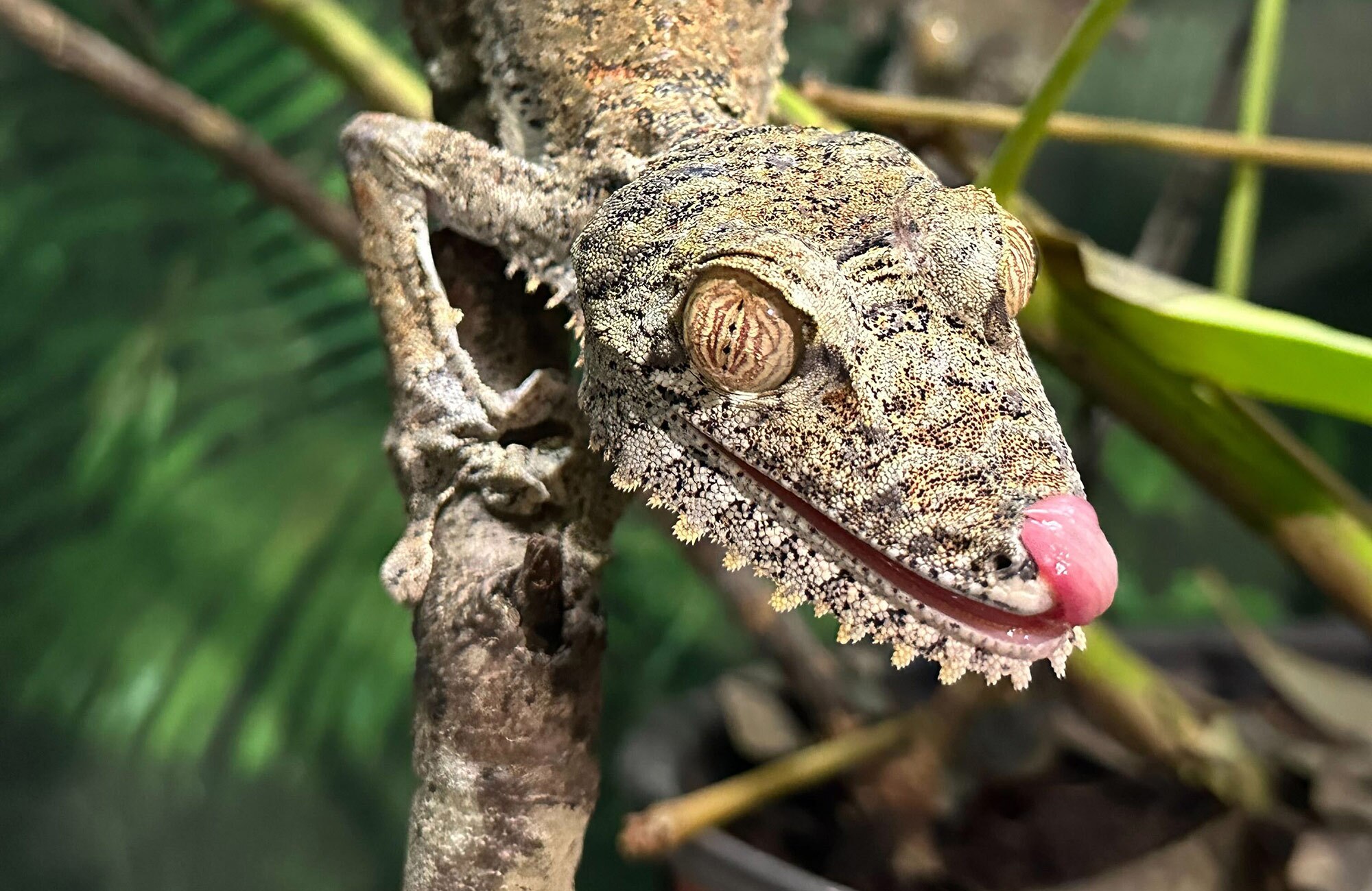 A Uroplatus fimbriatus in our Breeding Facility where we handle any health concerns with our Geckos.