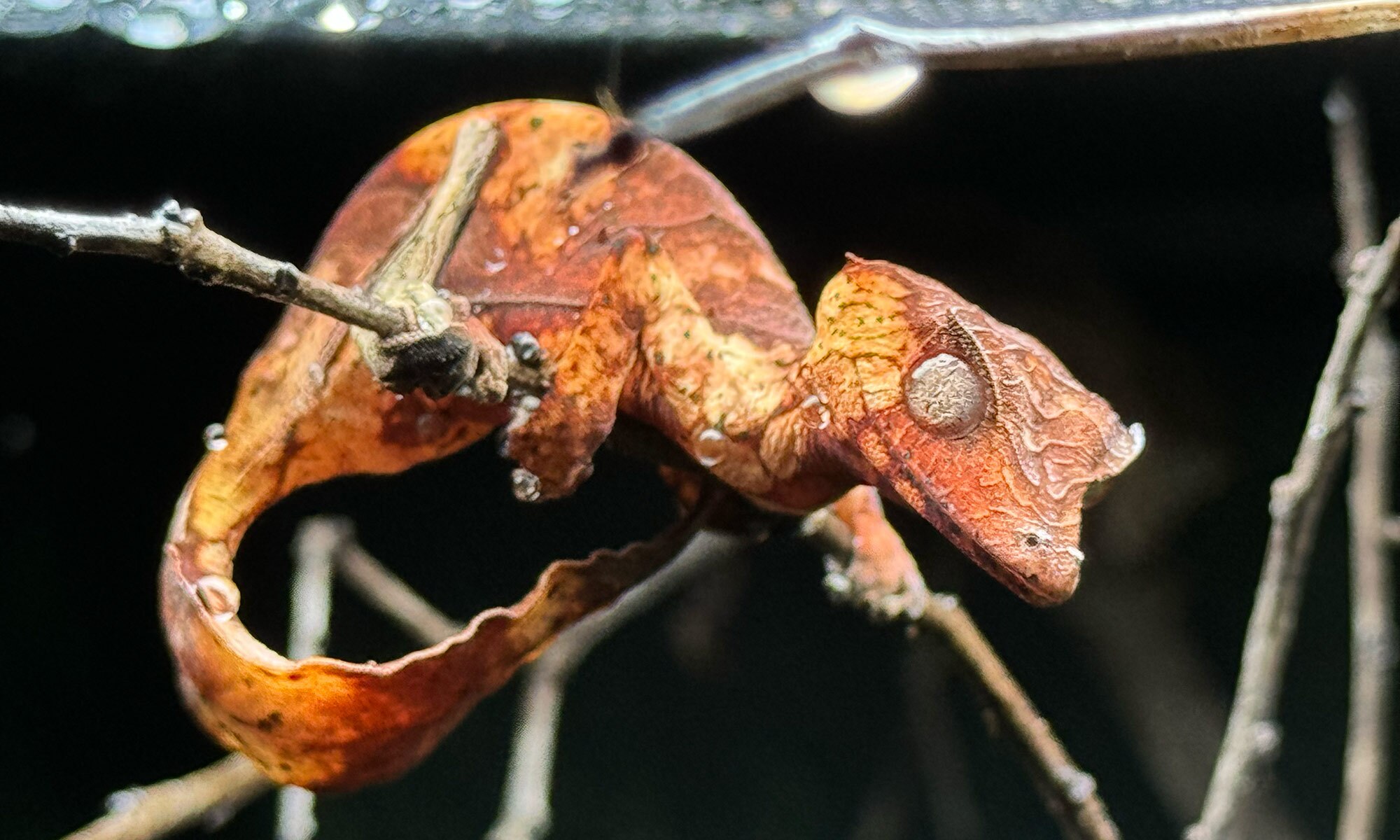 A Satanic Leaf-tailed Gecko sitting under its UVB Light