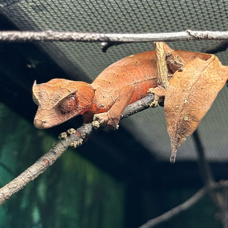 A Uroplatus phantasticus, also known as a Satanic Leaf-Tailed Gecko, at Nealon Reptiles