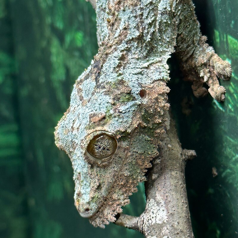 Uroplatus sikorae, the Mossy Leaf Tail Gecko, part of the breeding collection at our facility.