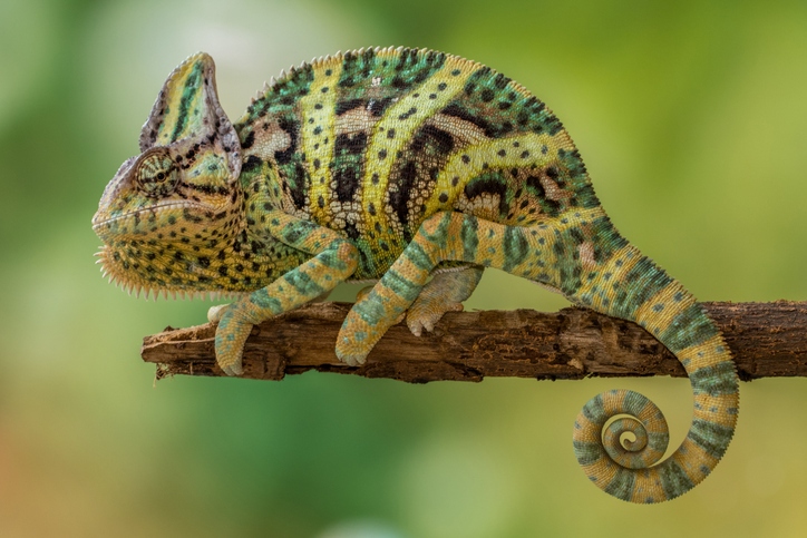 Captive-Bred Veiled Chameleons at Nealon Reptiles