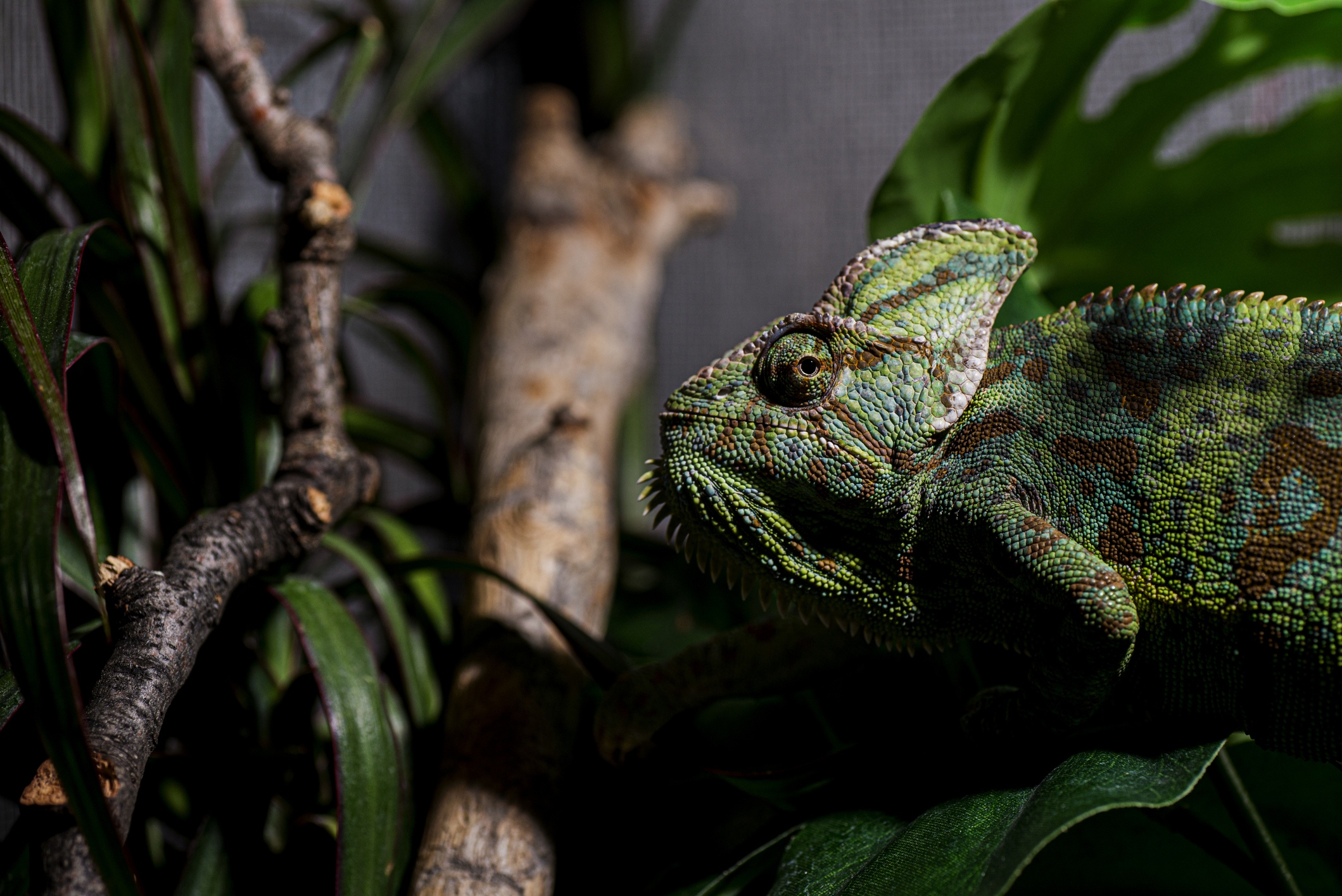 Veiled Chameleons