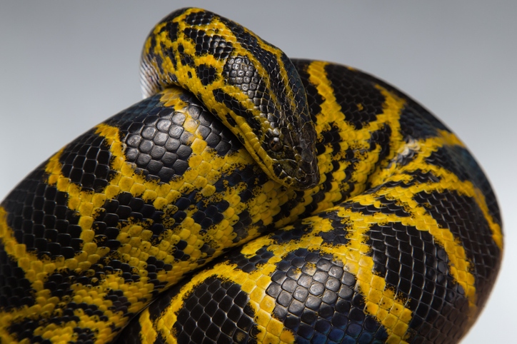 Yellow Anaconda